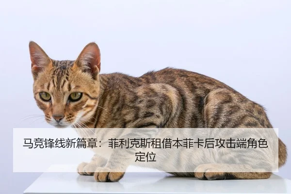 ma-jing-feng-xian-xin-pian-zhang-fei-li-ke-si-zu-jie-ben-fei-ka-hou-gong-ji-duan-jue-se-ding-wei-2-686.jpg
